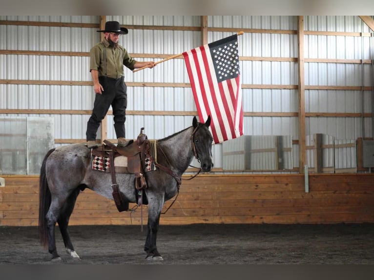 American Quarter Horse Wallach 13 Jahre 152 cm Roan-Blue in Rebersburg, PA