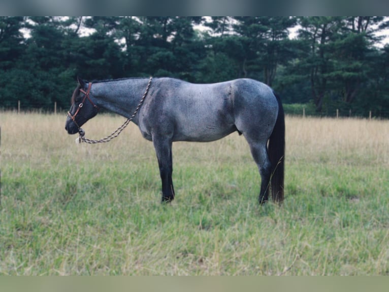 American Quarter Horse Wallach 13 Jahre 152 cm Roan-Blue in North Judson IN