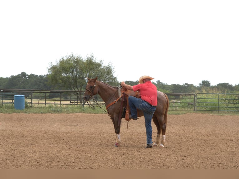 American Quarter Horse Wallach 13 Jahre 152 cm Roan-Red in Stephenville