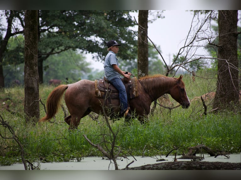 American Quarter Horse Wallach 13 Jahre 152 cm Roan-Red in Sulphur Springs