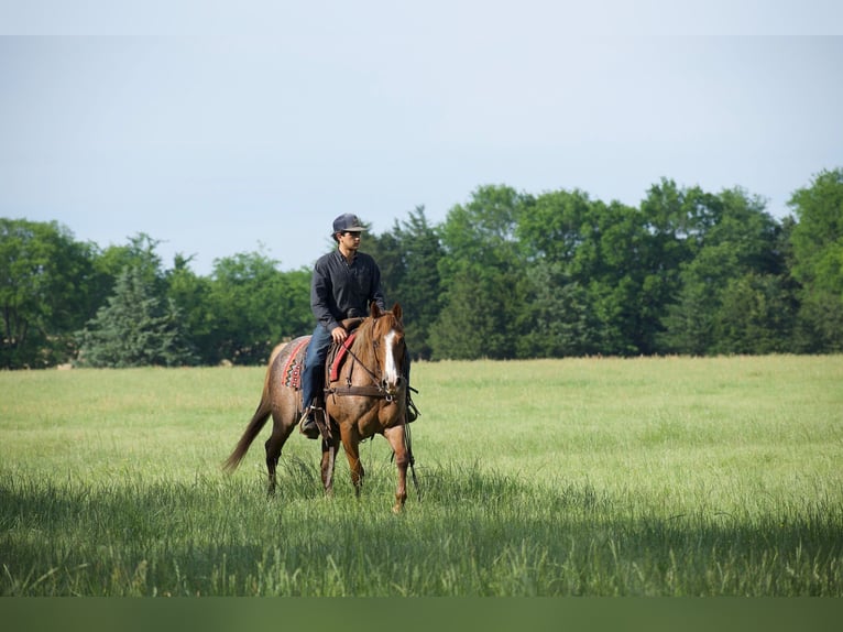 American Quarter Horse Wallach 13 Jahre 152 cm Roan-Red in Sulphur Springs