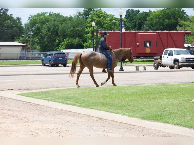 American Quarter Horse Wallach 13 Jahre 152 cm Roan-Red in Sulphur Springs