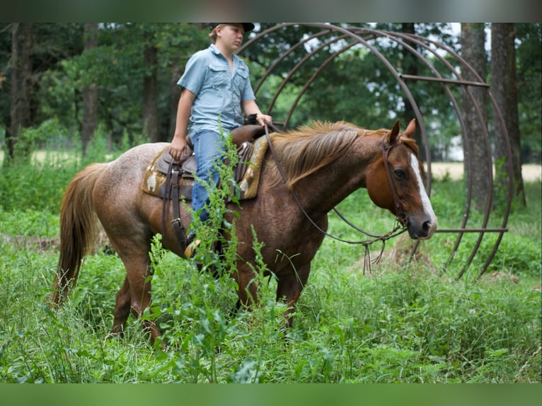 American Quarter Horse Wallach 13 Jahre 152 cm Roan-Red in Sulphur Springs