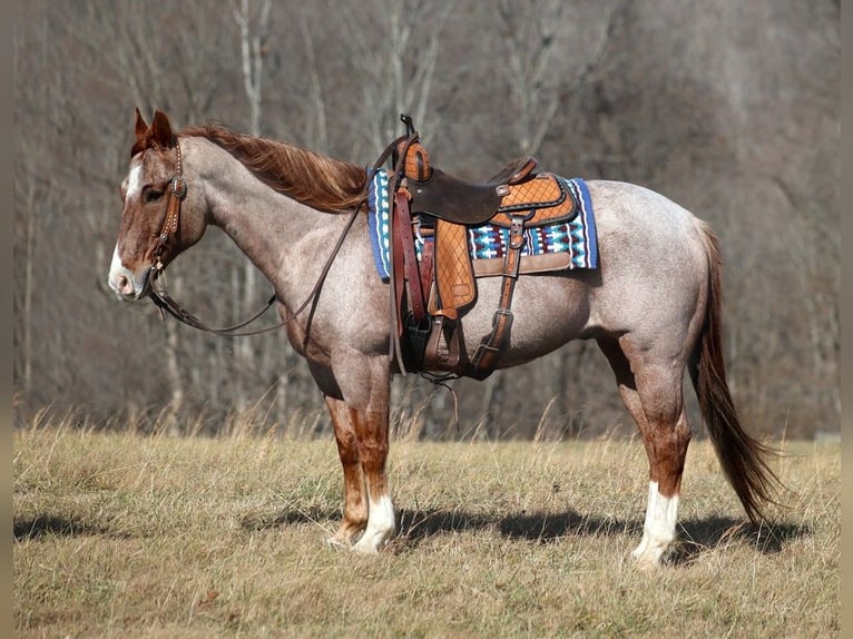 American Quarter Horse Wallach 13 Jahre 152 cm Roan-Red in Mount vernon KY