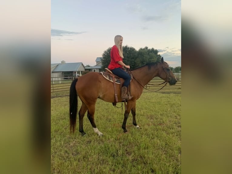American Quarter Horse Wallach 13 Jahre 152 cm Rotbrauner in Rockwall