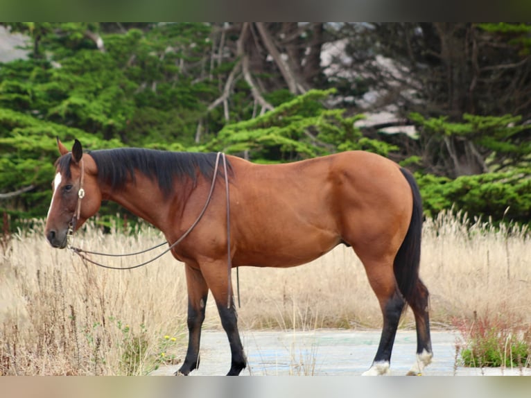 American Quarter Horse Wallach 13 Jahre 152 cm Rotbrauner in Bitterwater CA