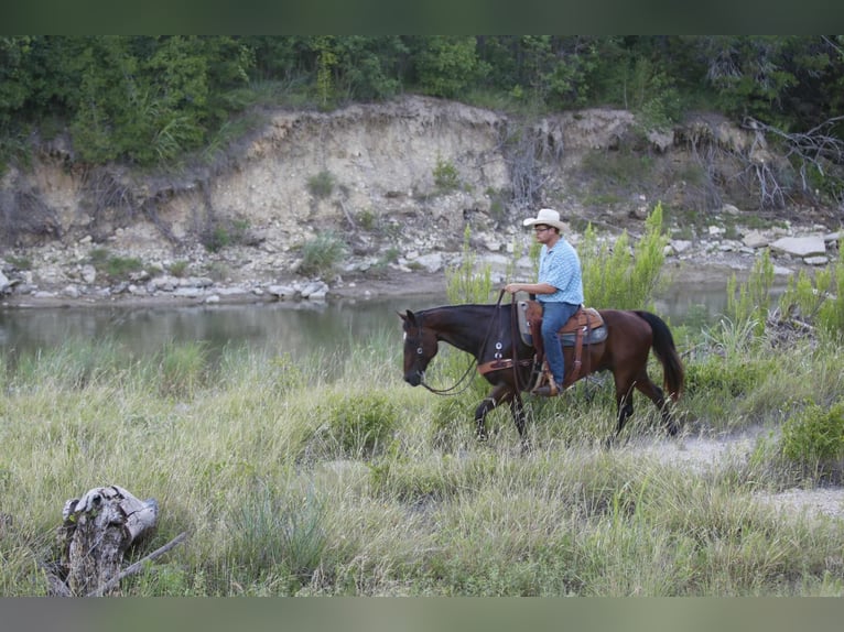 American Quarter Horse Wallach 13 Jahre 152 cm Rotbrauner in Lipan TX