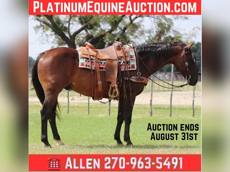 American Quarter Horse Wallach 13 Jahre 152 cm Rotbrauner in Lipan TX