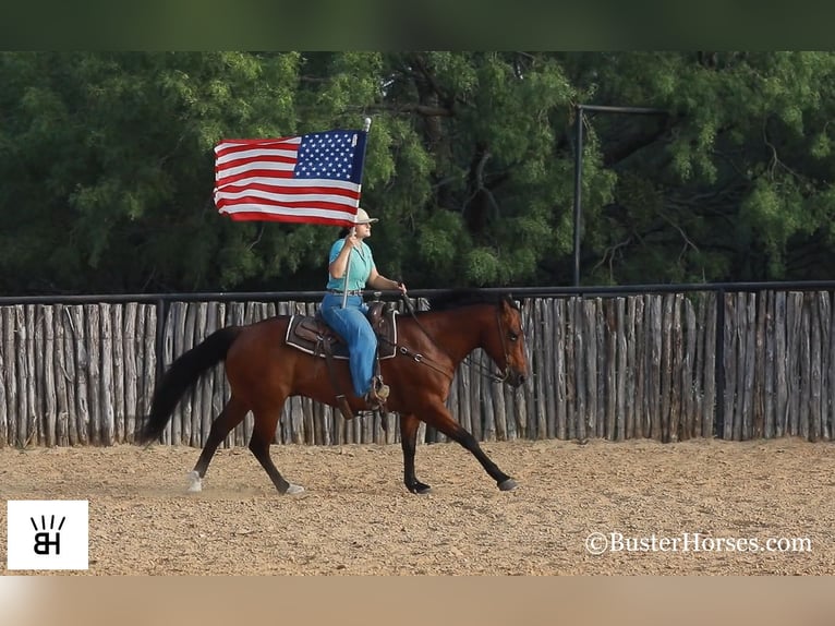American Quarter Horse Wallach 13 Jahre 152 cm Rotbrauner in Weatherford TX