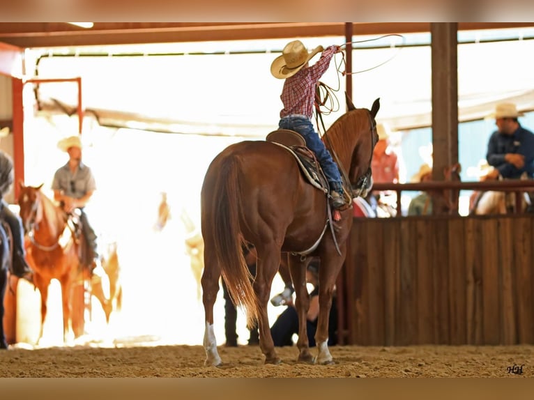 American Quarter Horse Wallach 13 Jahre 152 cm Rotfuchs in Addison, TX