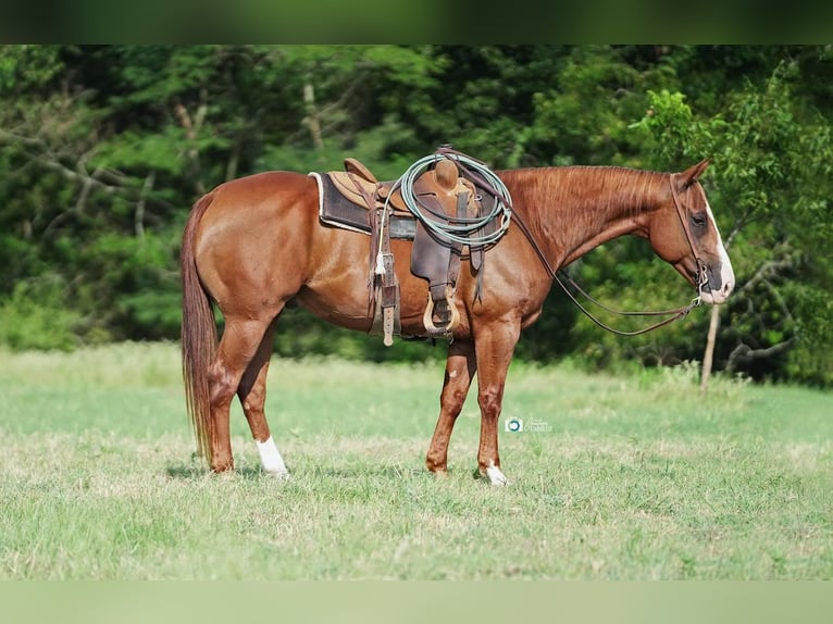 American Quarter Horse Wallach 13 Jahre 152 cm Rotfuchs in Addison, TX