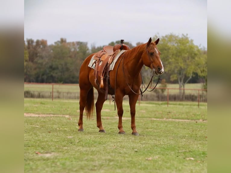 American Quarter Horse Wallach 13 Jahre 152 cm Rotfuchs in Grand Saline, TX