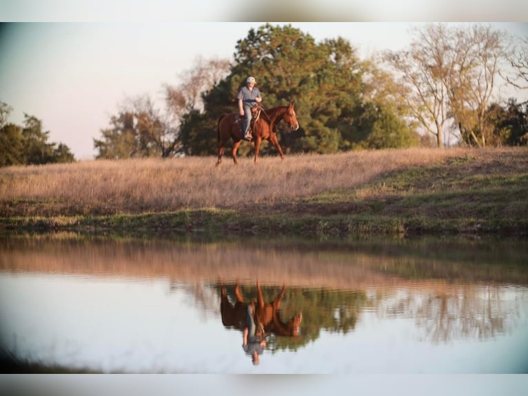 American Quarter Horse Wallach 13 Jahre 152 cm Rotfuchs in Grand Saline, TX