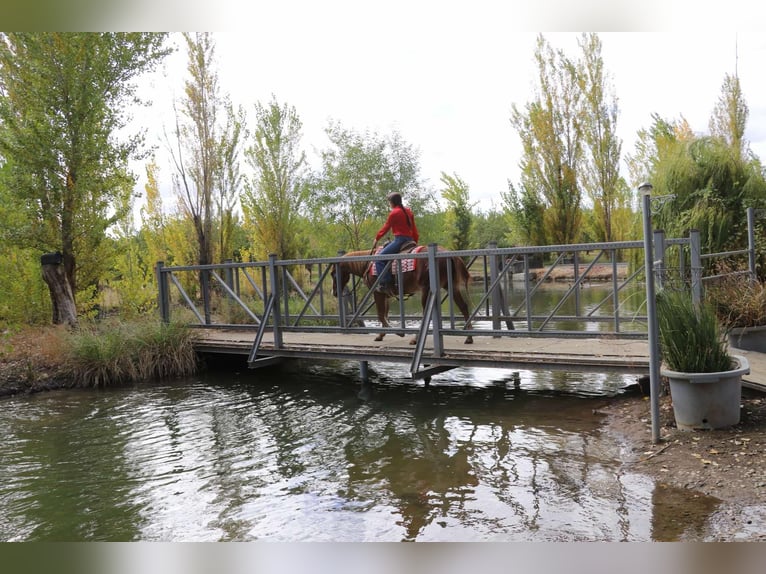 American Quarter Horse Wallach 13 Jahre 152 cm Rotfuchs in Pleasant Grove CA