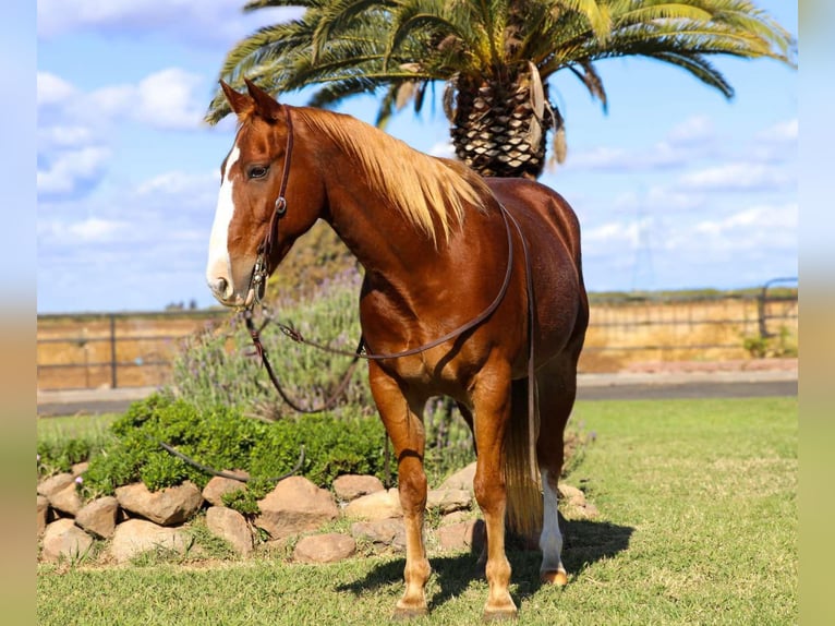 American Quarter Horse Wallach 13 Jahre 152 cm Rotfuchs in Pleasant Grove CA