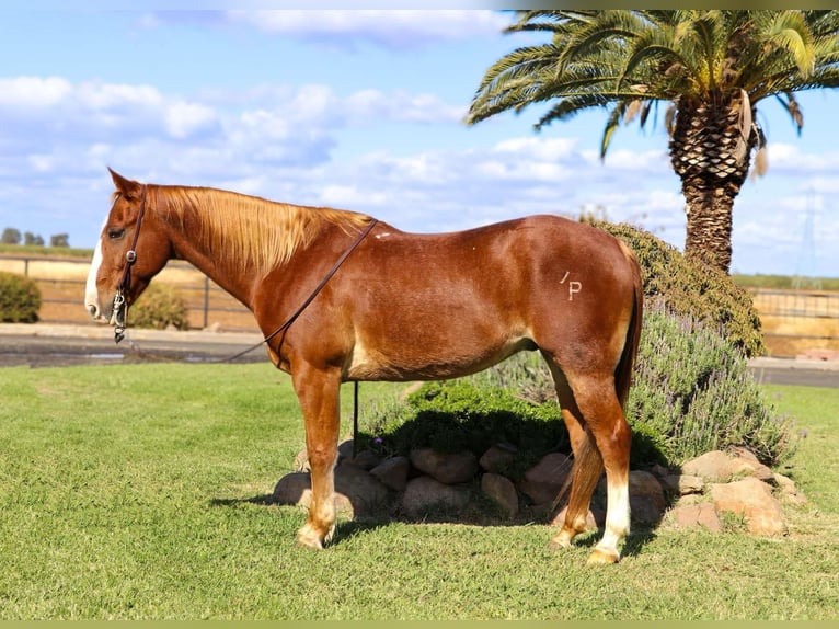 American Quarter Horse Wallach 13 Jahre 152 cm Rotfuchs in Pleasant Grove CA