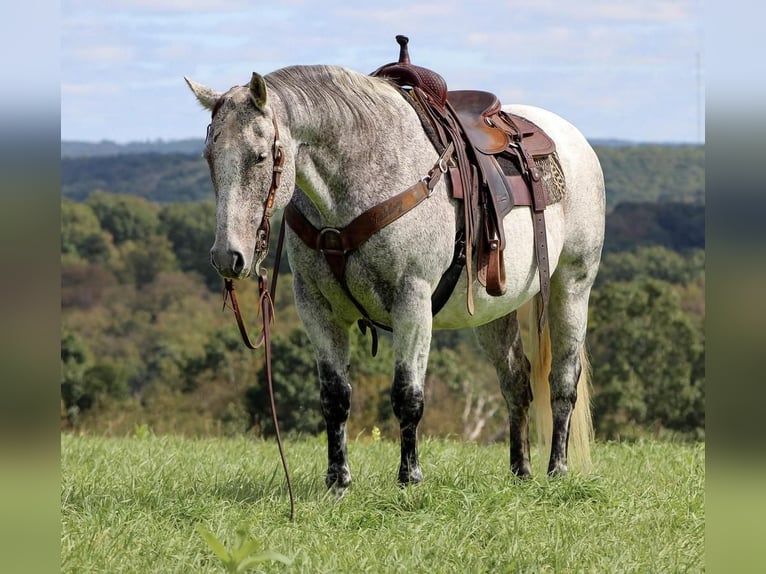 American Quarter Horse Mix Wallach 13 Jahre 152 cm Schimmel in Clarion, PA