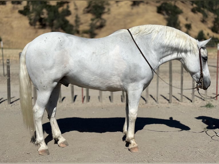 American Quarter Horse Wallach 13 Jahre 152 cm Schimmel in Bitterwater CA