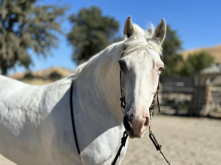 American Quarter Horse Wallach 13 Jahre 152 cm Schimmel in Bitterwater CA