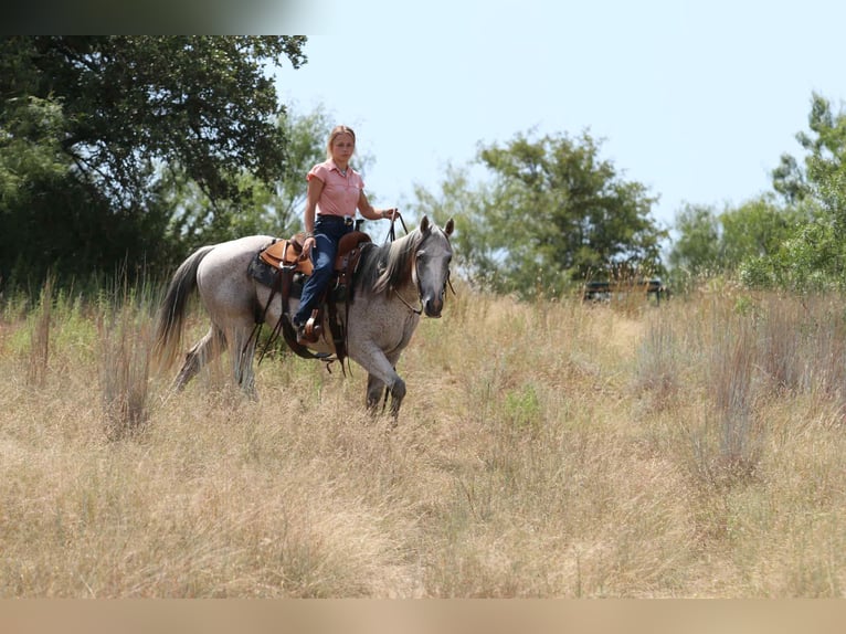 American Quarter Horse Wallach 13 Jahre 152 cm Schimmel in Lipan TX