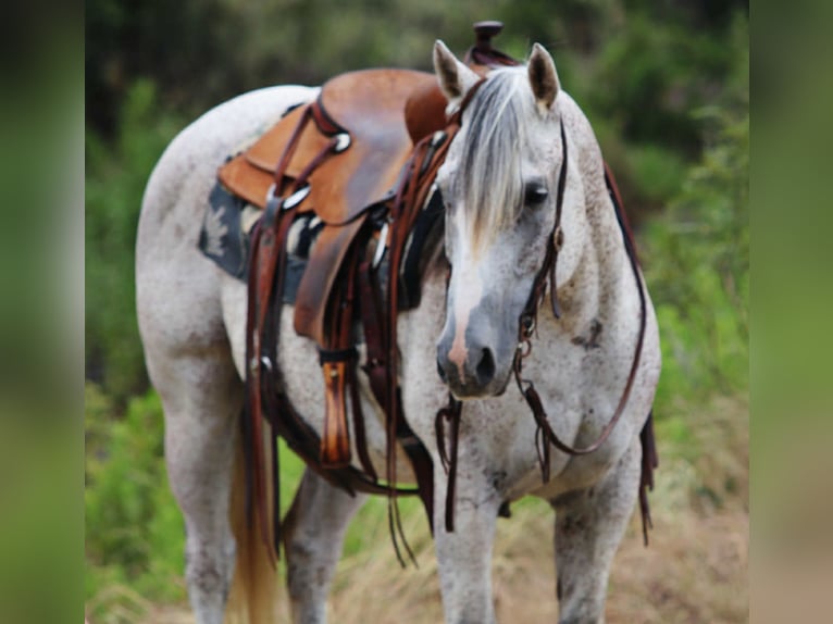 American Quarter Horse Wallach 13 Jahre 152 cm Schimmel in Lipan TX