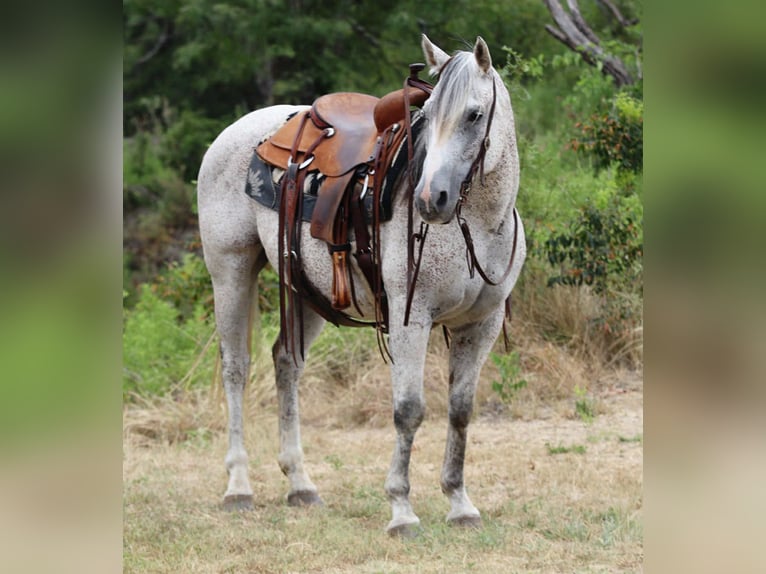 American Quarter Horse Wallach 13 Jahre 152 cm Schimmel in Lipan TX