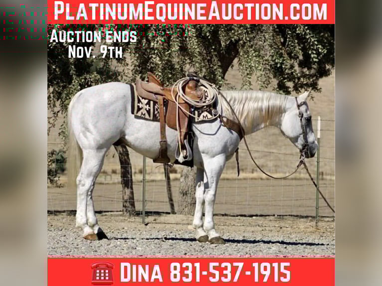 American Quarter Horse Wallach 13 Jahre 152 cm Schimmel in Paicines CA American Quarter Horse Wallach 13 Jahre 152 cm Schimmel in Paicines CA