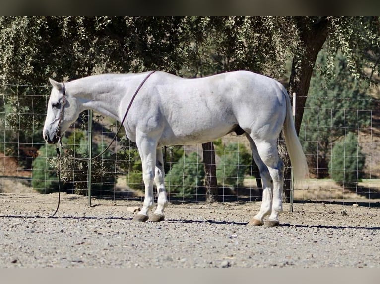 American Quarter Horse Wallach 13 Jahre 152 cm Schimmel in Paicines CA American Quarter Horse Wallach 13 Jahre 152 cm Schimmel in Paicines CA