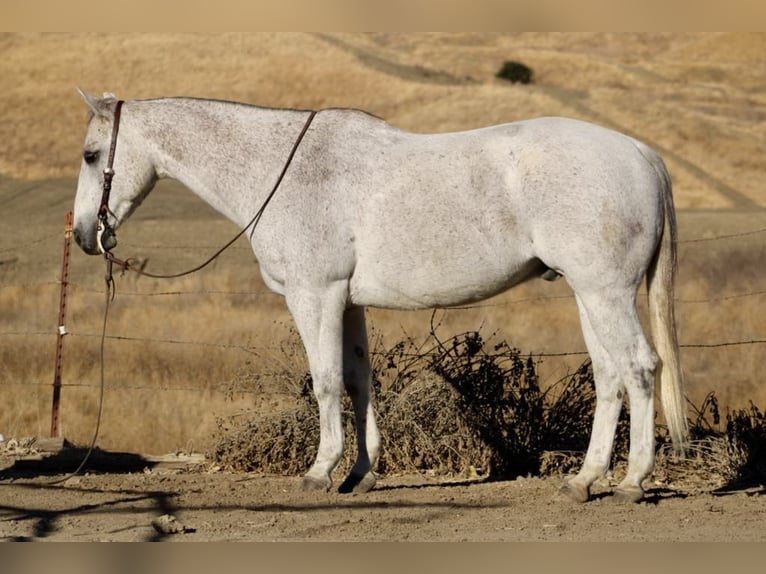 American Quarter Horse Wallach 13 Jahre 152 cm Schimmel in Paicines CA