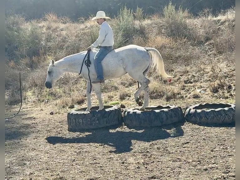 American Quarter Horse Wallach 13 Jahre 152 cm Schimmel in Paicines CA American Quarter Horse Wallach 13 Jahre 152 cm Schimmel in Paicines CA