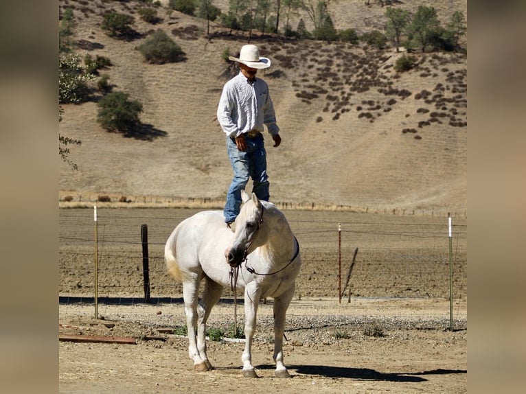 American Quarter Horse Wallach 13 Jahre 152 cm Schimmel in Paicines CA American Quarter Horse Wallach 13 Jahre 152 cm Schimmel in Paicines CA