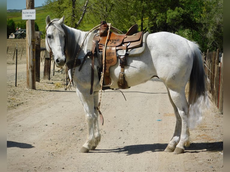 American Quarter Horse Wallach 13 Jahre 152 cm Schimmel in Paicines CA