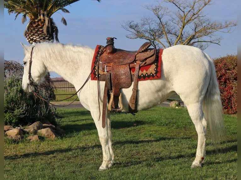 American Quarter Horse Wallach 13 Jahre 152 cm Schimmel in Pleasant Grove CA