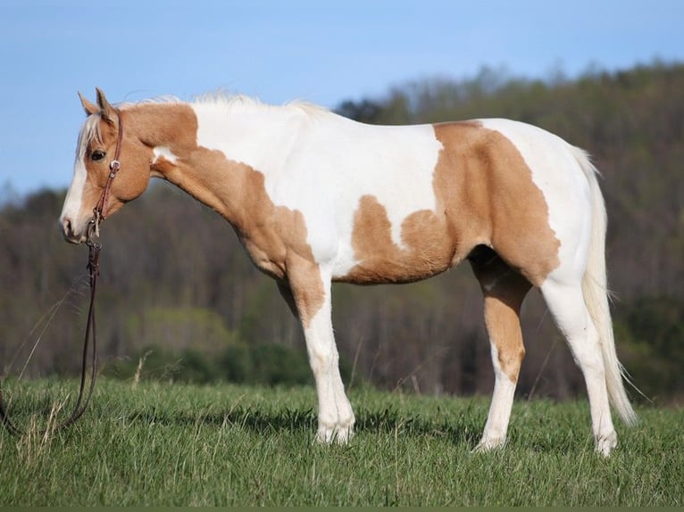 American Quarter Horse Wallach 13 Jahre 152 cm Tobiano-alle-Farben in Brodhead KY