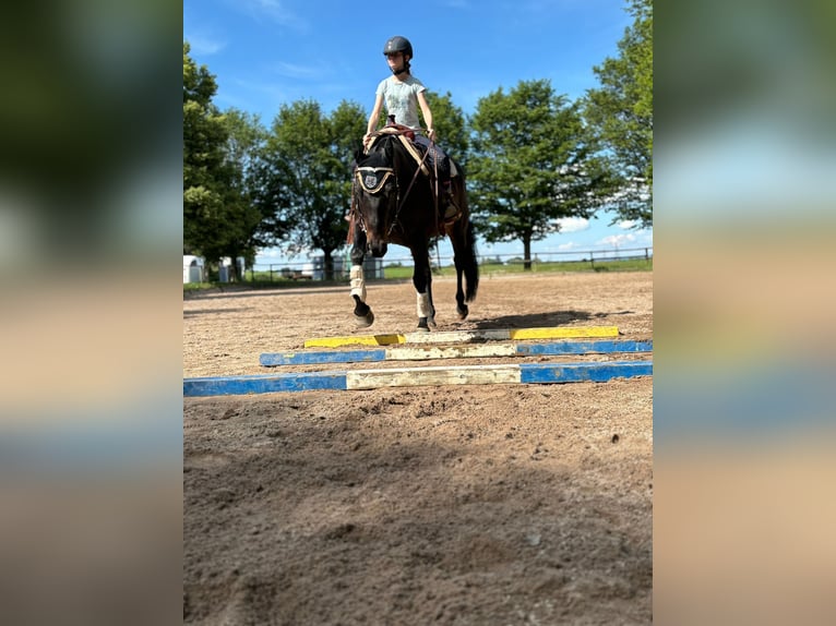 American Quarter Horse Wallach 13 Jahre 154 cm Dunkelbrauner in Korntal-M&#xFC;nchingen