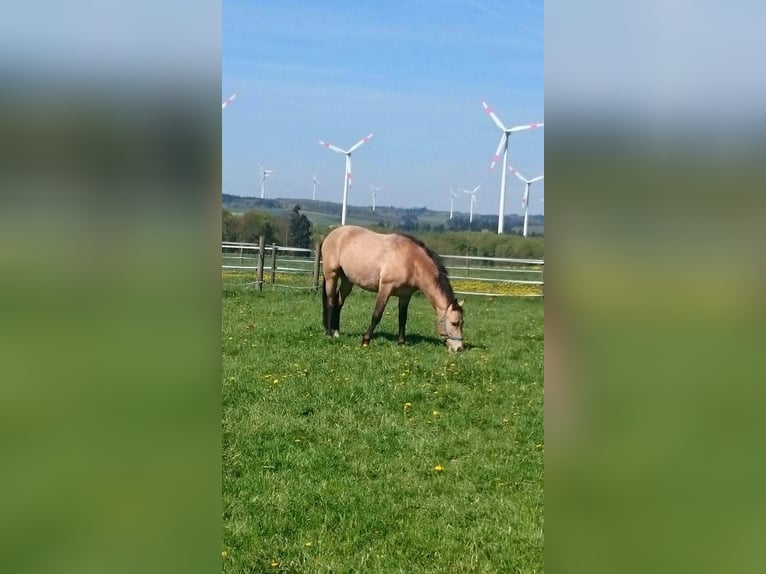 American Quarter Horse Mix Wallach 13 Jahre 155 cm Buckskin in Mayen