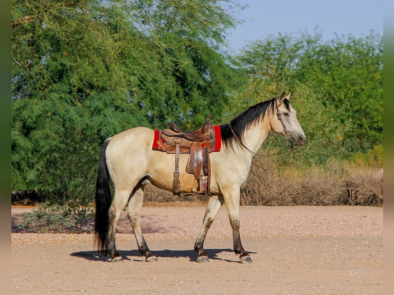 American Quarter Horse Wallach 13 Jahre 155 cm Buckskin in Mesa, AZ