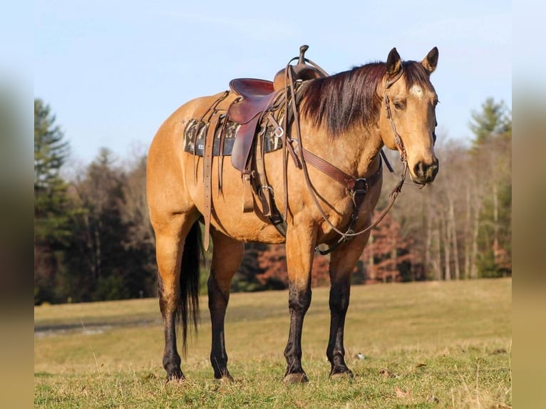 American Quarter Horse Wallach 13 Jahre 155 cm Buckskin in Clarion, PA