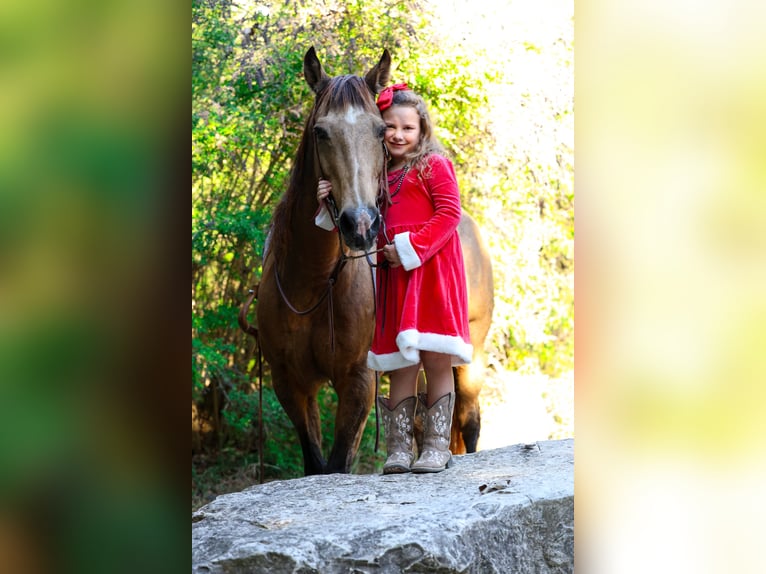 American Quarter Horse Wallach 13 Jahre 155 cm Buckskin in Forney
