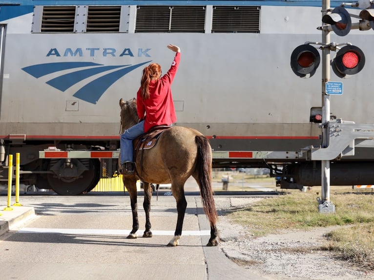 American Quarter Horse Wallach 13 Jahre 155 cm Buckskin in Forney