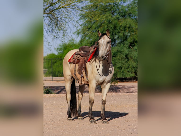 American Quarter Horse Wallach 13 Jahre 155 cm Buckskin in Mesa, AZ