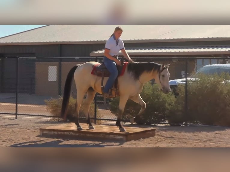 American Quarter Horse Wallach 13 Jahre 155 cm Buckskin in Mesa, AZ