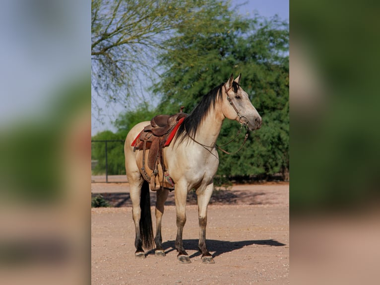 American Quarter Horse Wallach 13 Jahre 155 cm Buckskin in Mesa, AZ