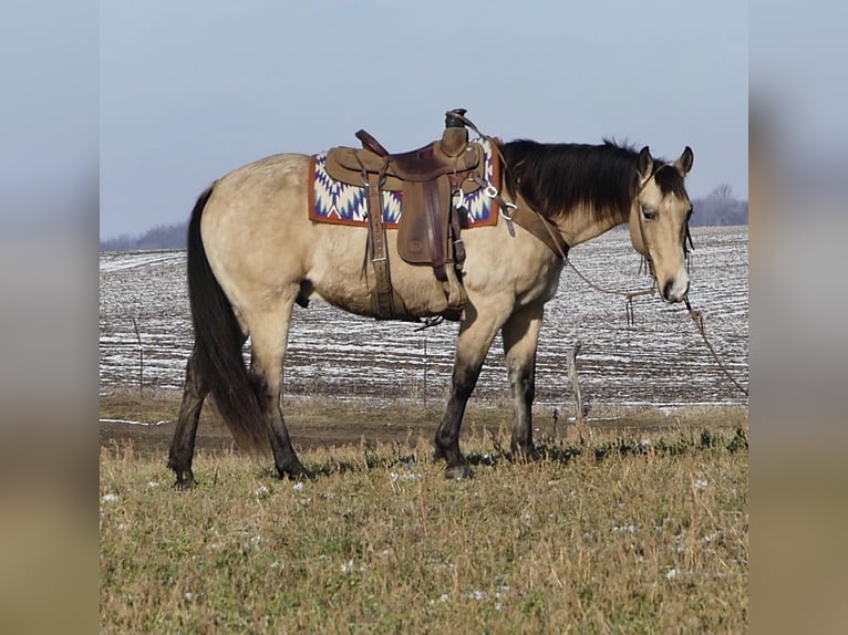 American Quarter Horse Wallach 13 Jahre 155 cm Buckskin in Joy, IL