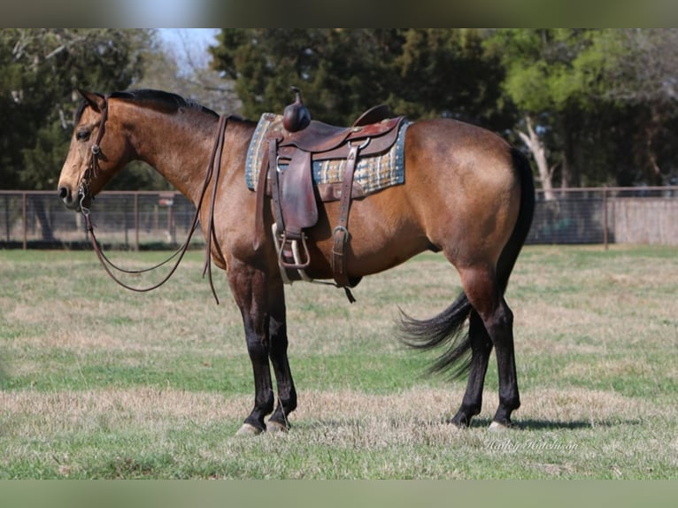 American Quarter Horse Wallach 13 Jahre 155 cm Buckskin in Joshua TX
