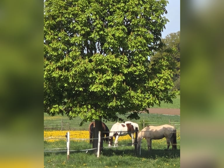 American Quarter Horse Wallach 13 Jahre 155 cm Champagne in Hungen