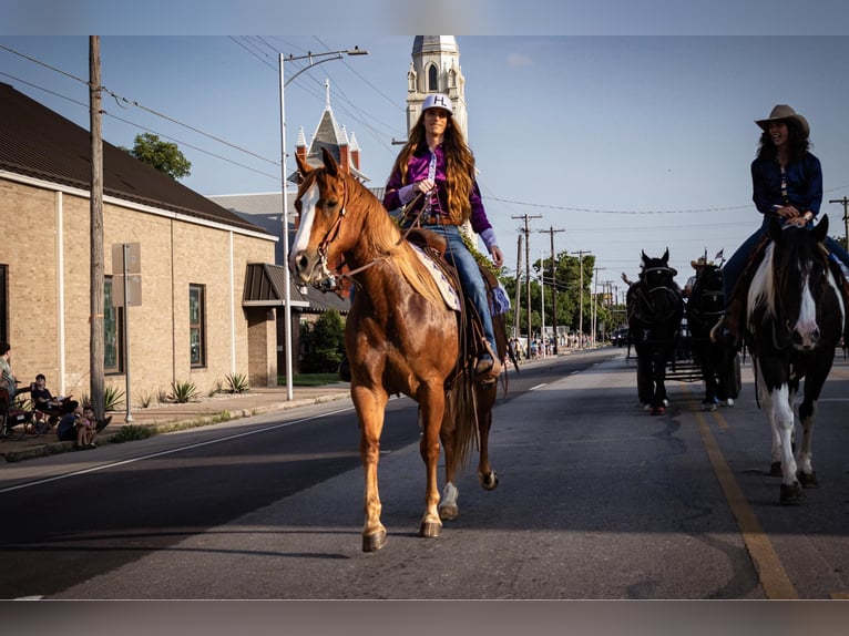 American Quarter Horse Wallach 13 Jahre 155 cm Dunkelfuchs in WEATHERFORD, TX