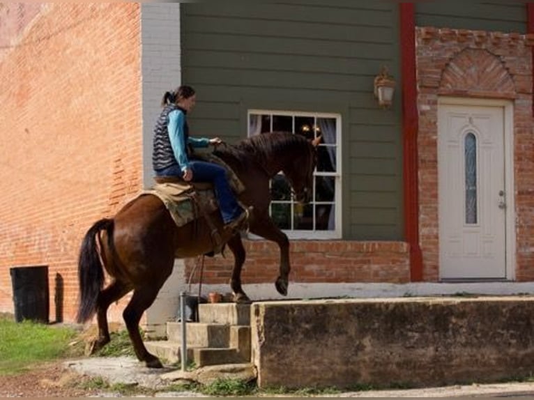 American Quarter Horse Wallach 13 Jahre 155 cm Dunkelfuchs in Rusk TX