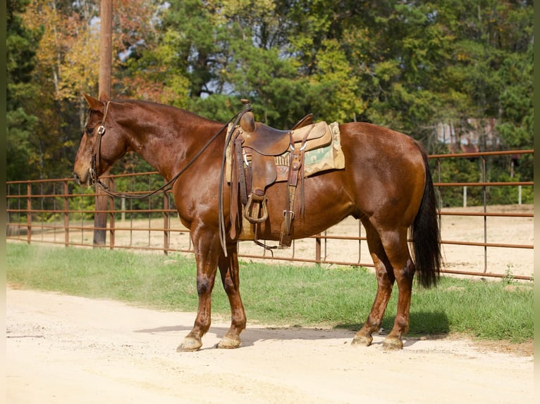 American Quarter Horse Wallach 13 Jahre 155 cm Dunkelfuchs in Rusk TX