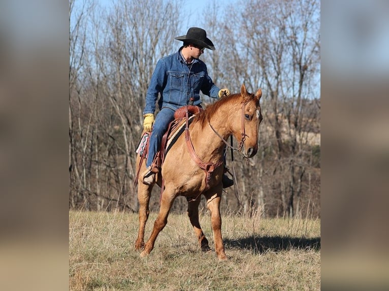 American Quarter Horse Wallach 13 Jahre 155 cm Falbe in Brodhead KY